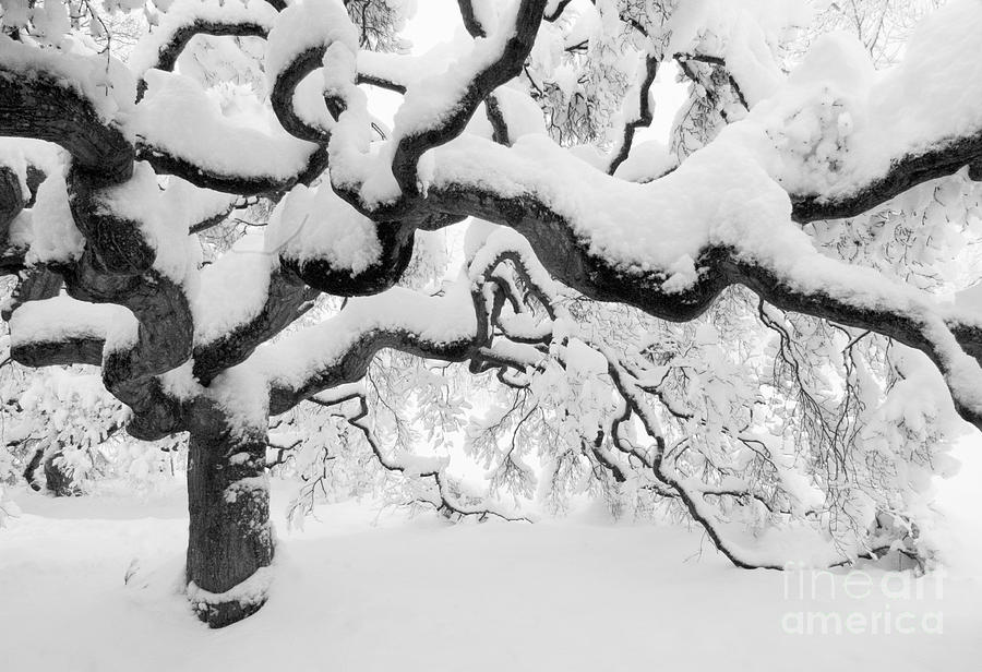 Snow Covered Japanese Maple Tree Photograph by Oscar Gutierrez
