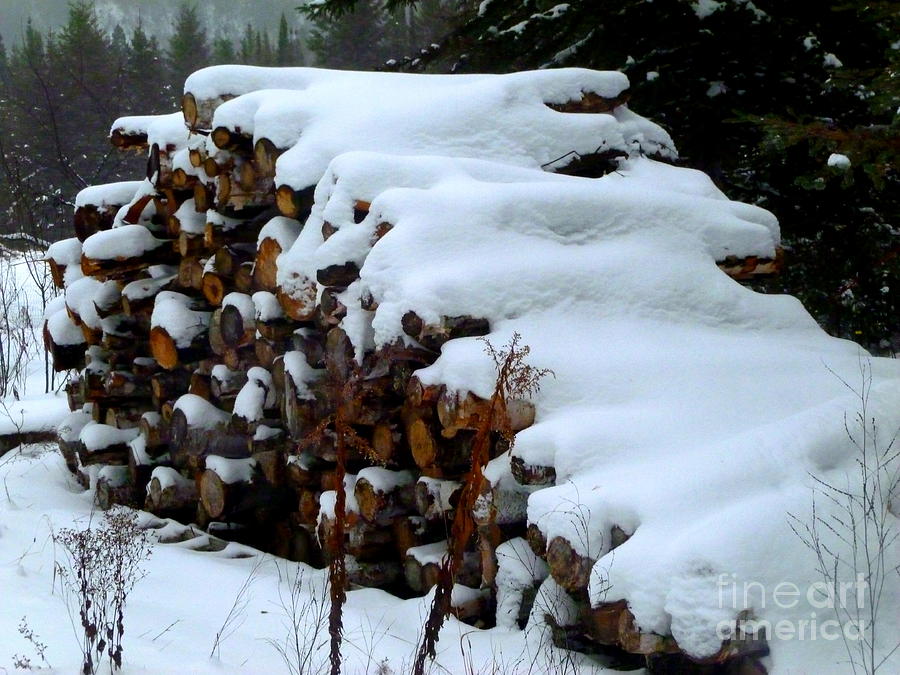 Tree Photograph - Snow Covered Logs by Art Studio