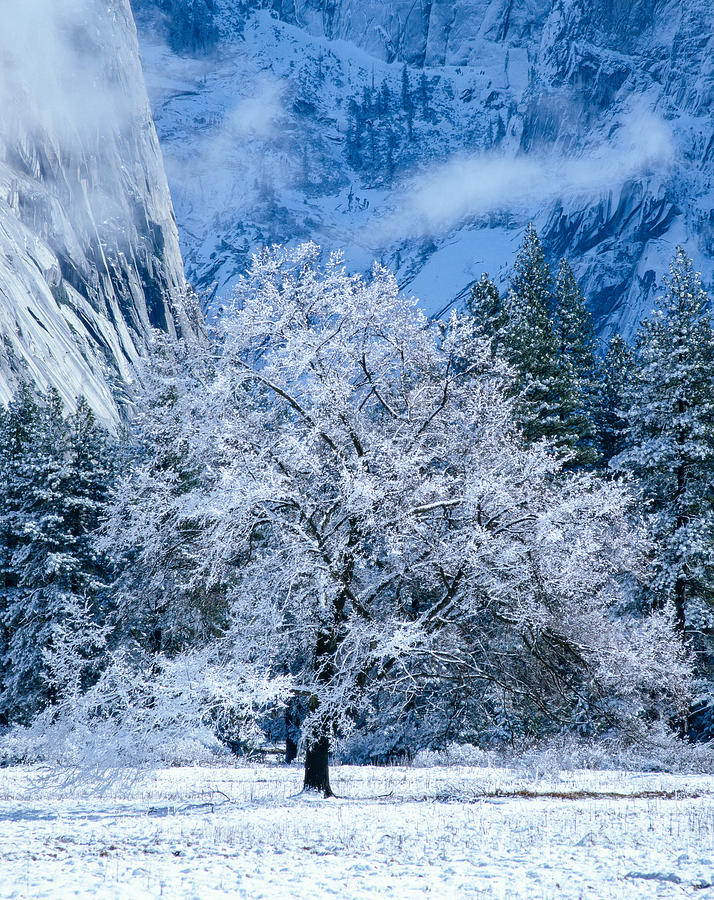 Yosemite National Park Photograph - Snow Covered Oak by Tracy Knauer