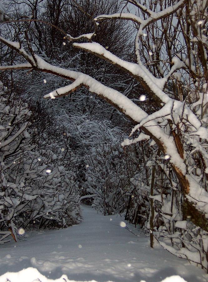 Snowy Tree Lined Path Photograph by Catherine Gagne