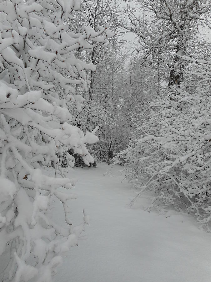 Snow Covered Path of Peace  Photograph by Diannah Lynch