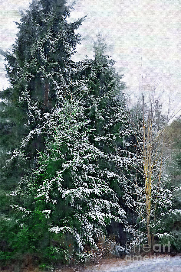 Snow Covered Pine Digital Art by Kirt Tisdale