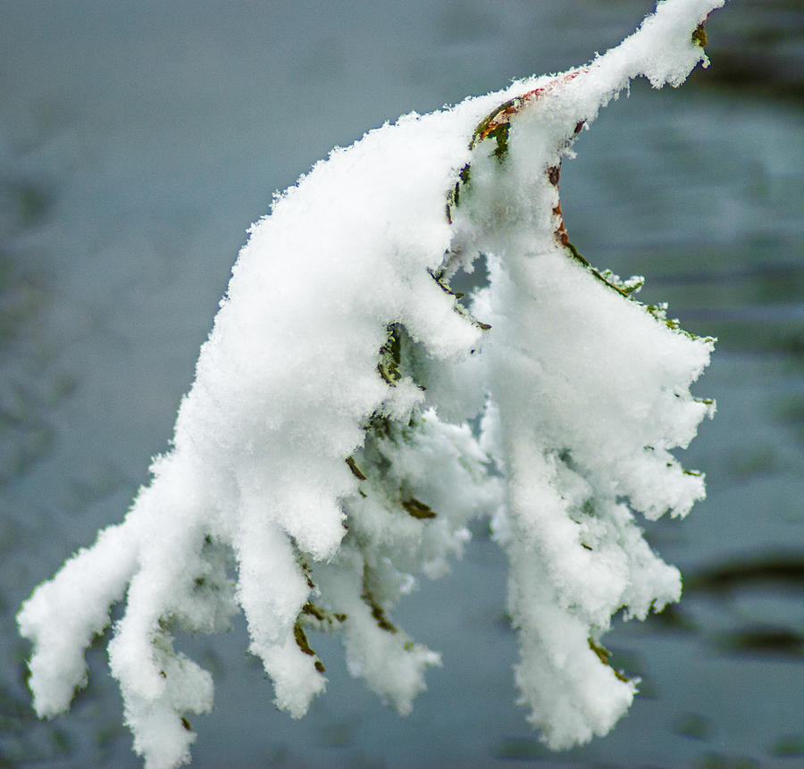 Snow Covered Pine Tree Branch Photograph By Optical Playground By MP   Snow Covered Pine Tree Branch Optical Playground By Mp Ray 