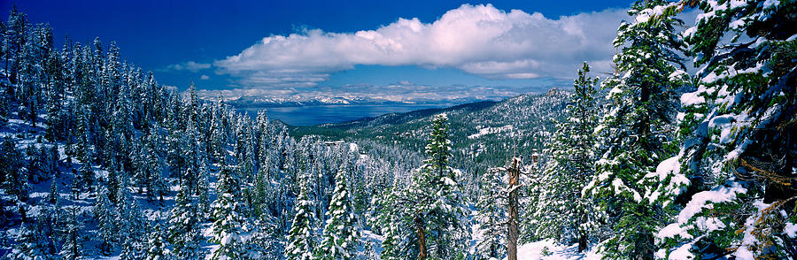 Snow Covered Pine Trees In A Forest Photograph by Panoramic Images