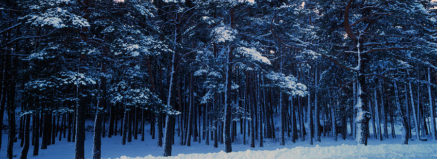 Nature Photograph - Snow Covered Pine Trees In Winter by Panoramic Images