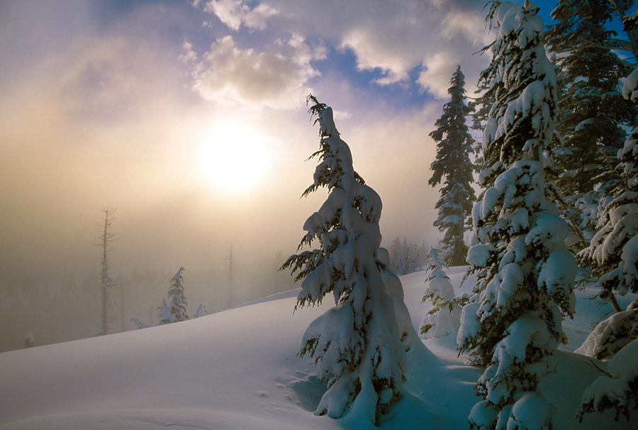 Snow-covered Pine Trees, Sunrise Photograph by Panoramic Images