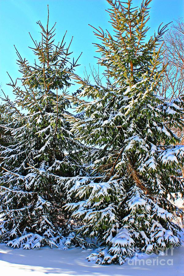 Winter Photograph - Snow Covered Pines by Judy Palkimas