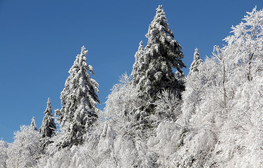 Snow Covered Red Spruce Photograph by Carolyn Postelwait - Fine Art America