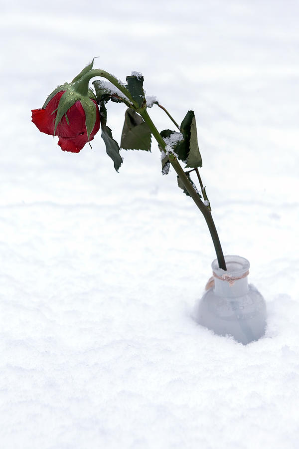 Winter Photograph - Snow-covered Rose by Joana Kruse