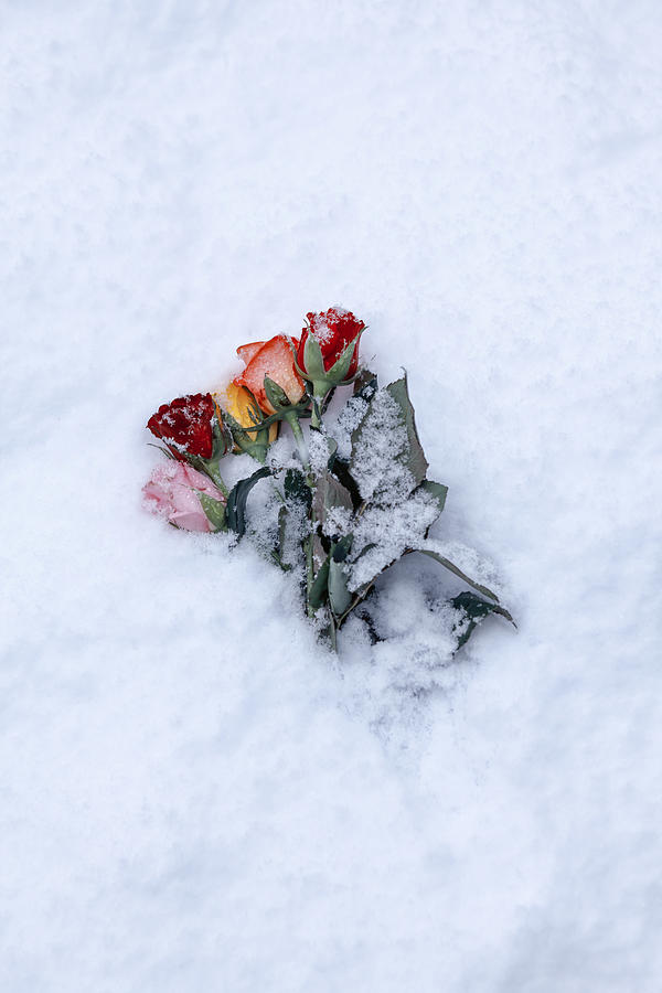 Snow-covered Roses Photograph by Joana Kruse - Fine Art America