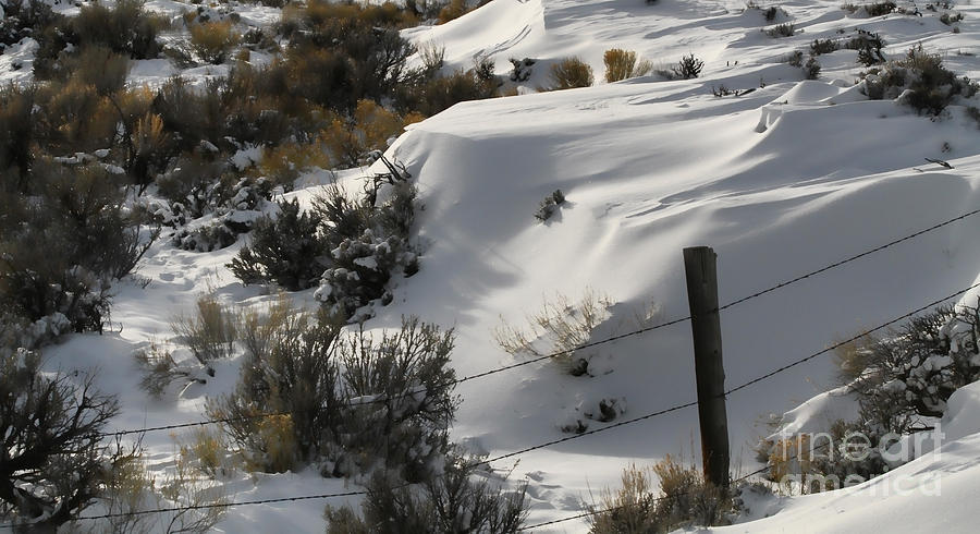 Snow Covered Sage Photograph by Edward R Wisell