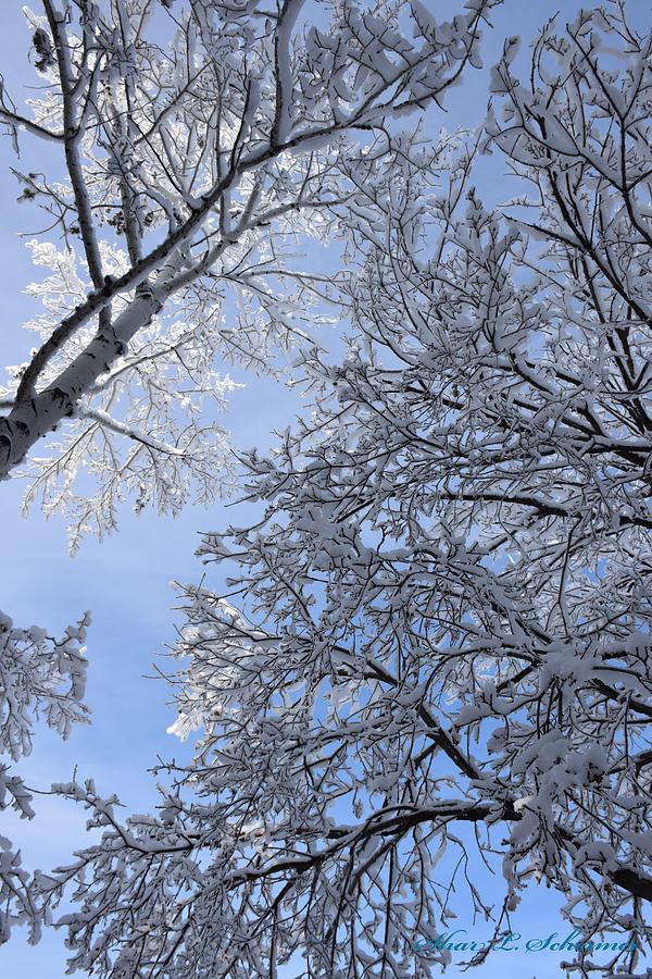 Snow Covered Silhouette Photograph by Shar Schermer - Fine Art America