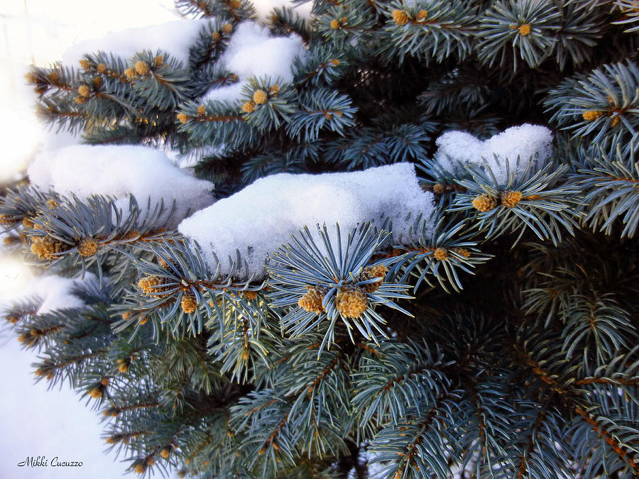 Snow covered spruce Photograph by Mikki Cucuzzo