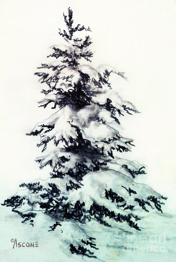 Snow Covered Spruce Drawing by Teresa Ascone