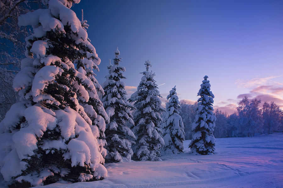 Snow Covered Spruce Trees At Sunset Photograph by Kevin Smith