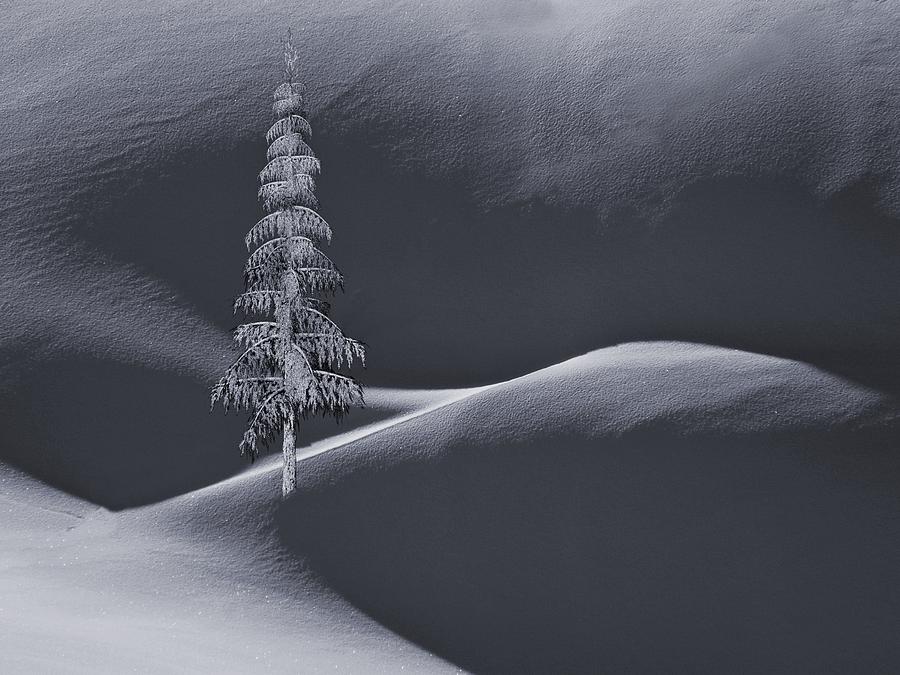 Snow Covered Tree and Mountains BW Digital Art by David Dehner