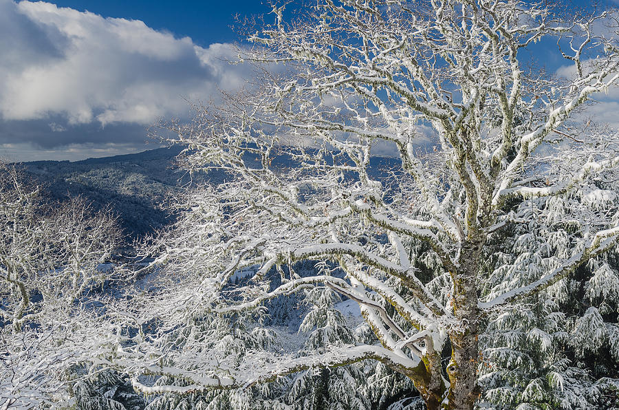 Snow Covered Tree and Winter Scene Photograph by Greg Nyquist