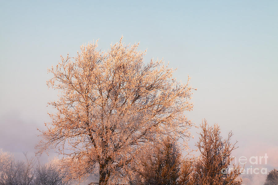 Winter Photograph - Snow covered tree by LHJB Photography