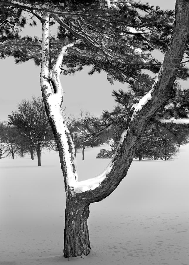 Winter Photograph - Snow Covered Tree in Winter by Randall Nyhof