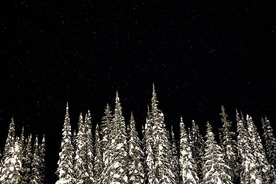Snow Covered Trees And Stars At Night Photograph by Allen Donikowski