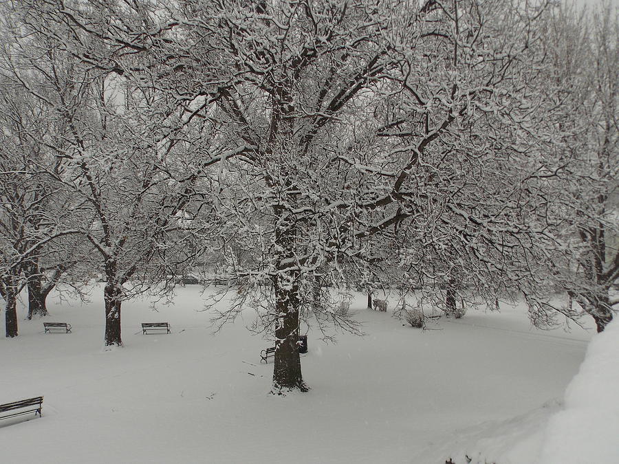 Snow Covered Trees Photograph by Catherine Gagne