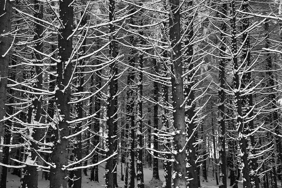 Snow covered trees Photograph by Chevy Fleet
