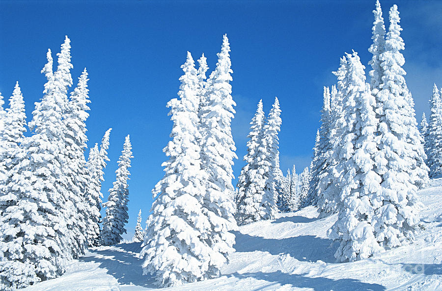 Snow Covered Trees Colorado Photograph by Jim Steinberg