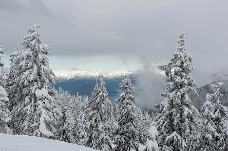 Snow Covered Trees Cypress Mountain Photograph by Snappysnaps.ca