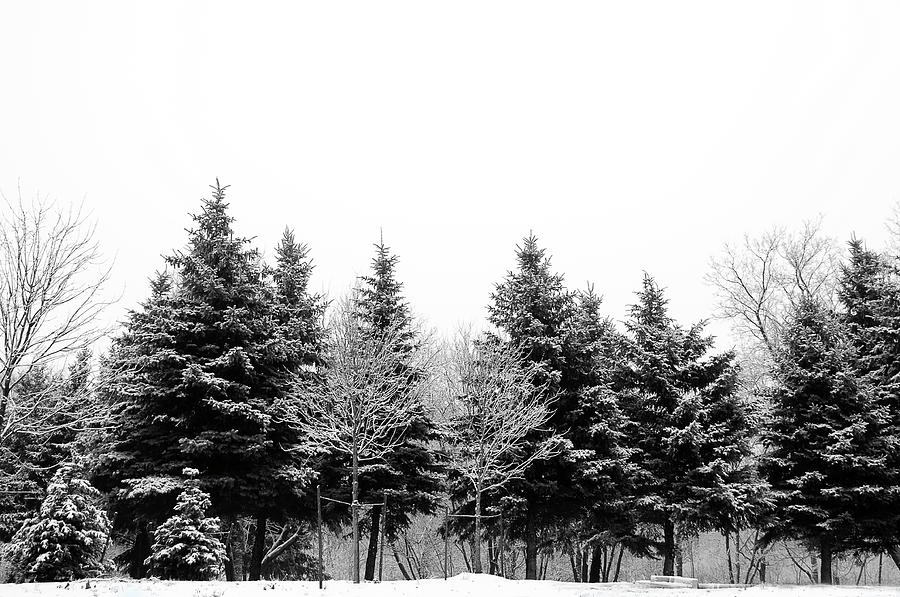 Snow Covered Trees Photograph by Gail Shotlander