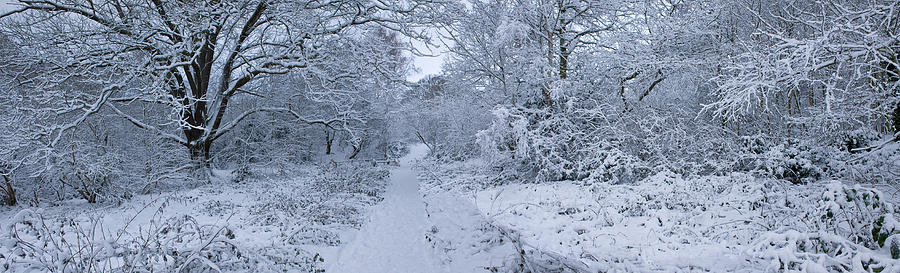 Snow Covered Trees In A Park, Hampstead Photograph by Panoramic Images