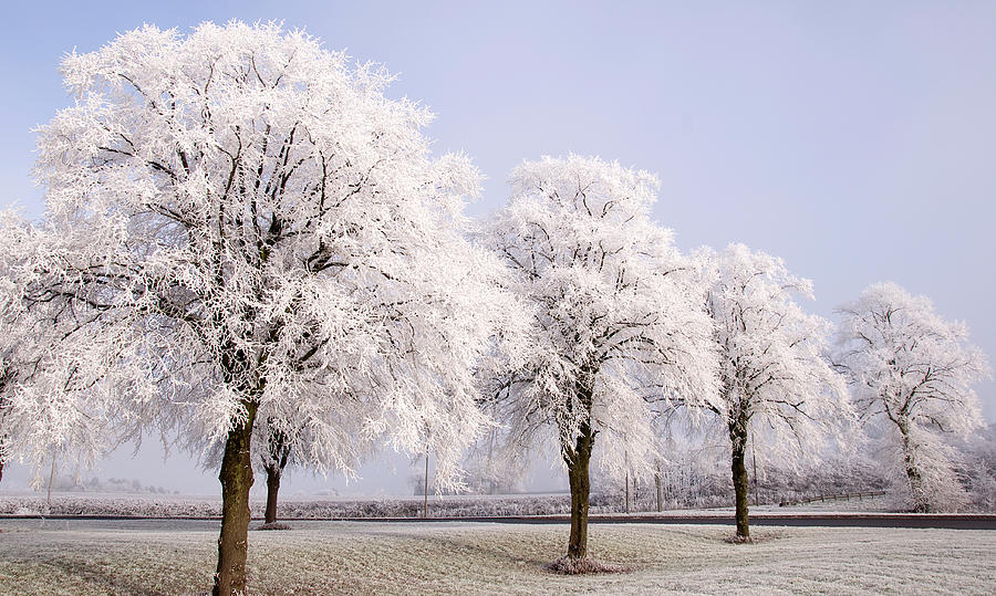 Snow Covered Trees In A Row Photograph by Ianknowles