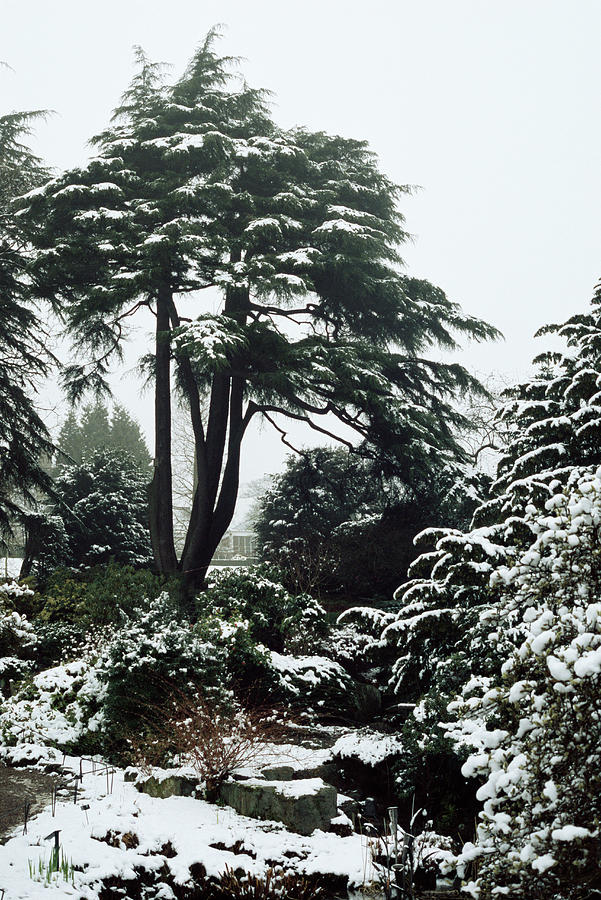 Winter Photograph - Snow-covered Trees by Jim D Saul/science Photo Library