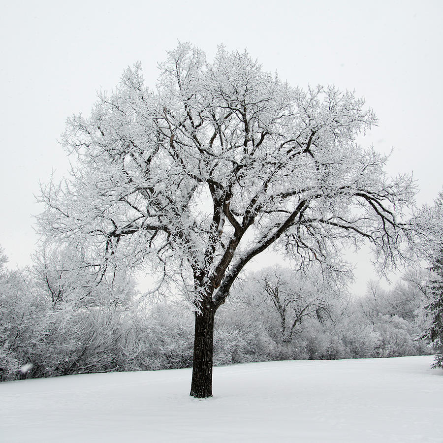 Snow Covered Trees Photograph by Keith Levit / Design Pics