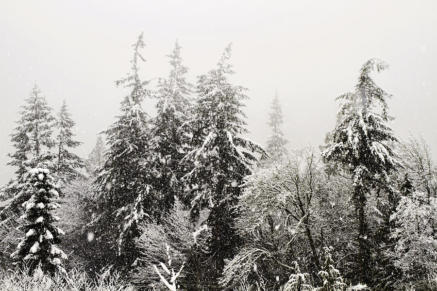 Snow Covered Trees Landscape Photograph by Peggy Collins