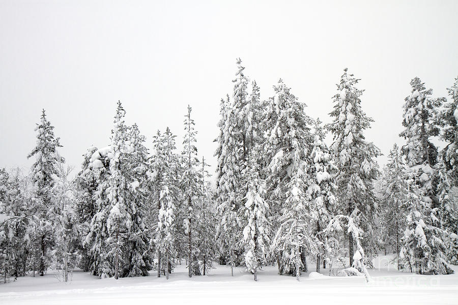 Winter Photograph - Snow Covered Trees  by Lilach Weiss 