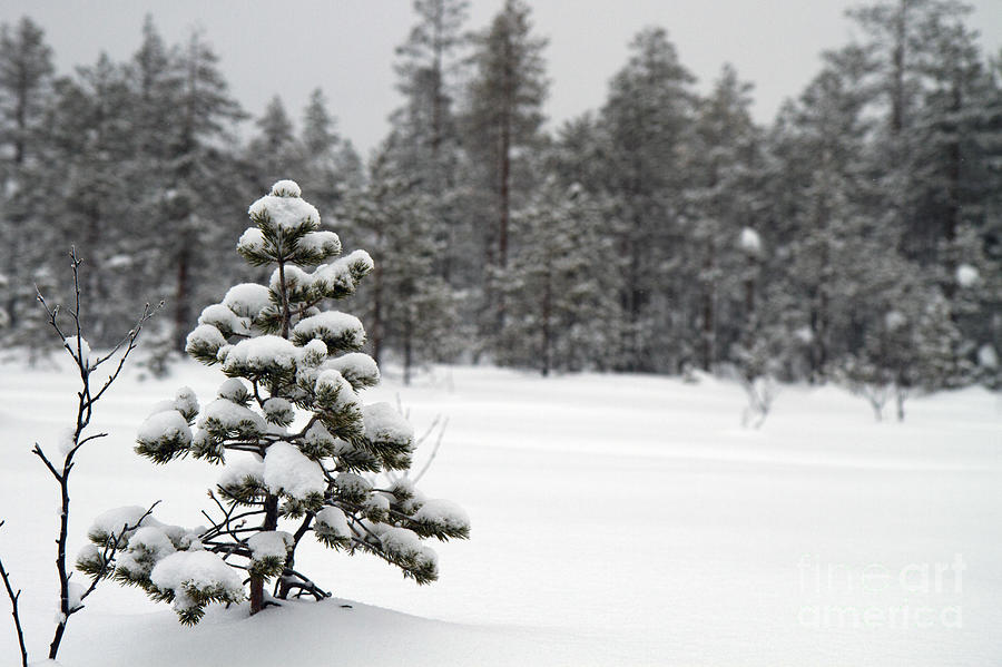Winter Photograph - Snow Covered Trees  by Lilach Weiss