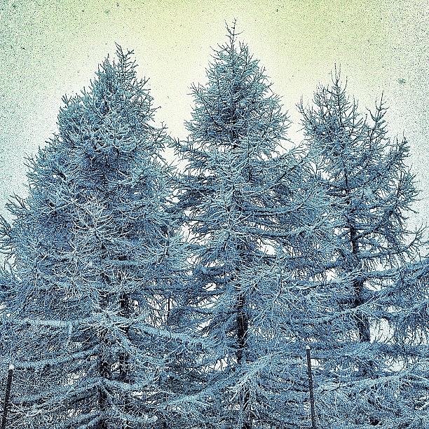 Winter Photograph - Snow-covered-trees
#beatiful #tree by Amar Geddon