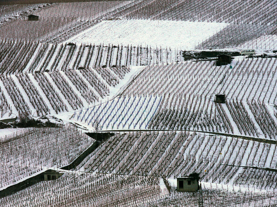 Snow-covered Vineyards in Switzerland Photograph by Adam Sylvester