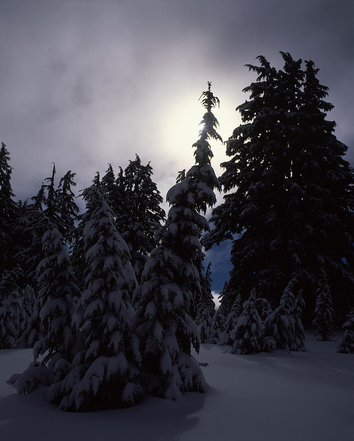 Crater Lake National Park Photograph - Snow Covered Western Hemlock And Fir by Panoramic Images