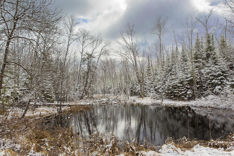 Snow-covered Wetland In Wisconsin Photograph by Linda Arndt