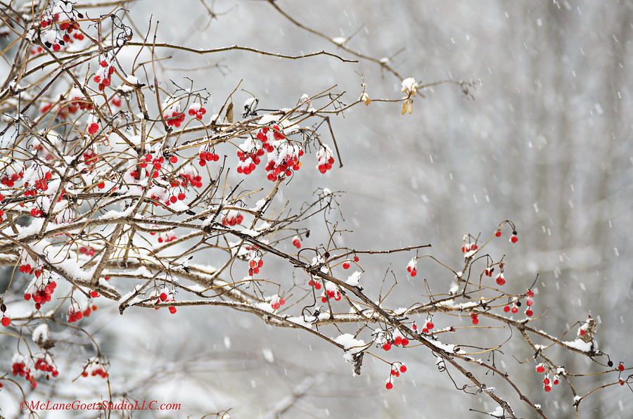 Snow covered Winter berries Photograph by LeeAnn McLaneGoetz ...