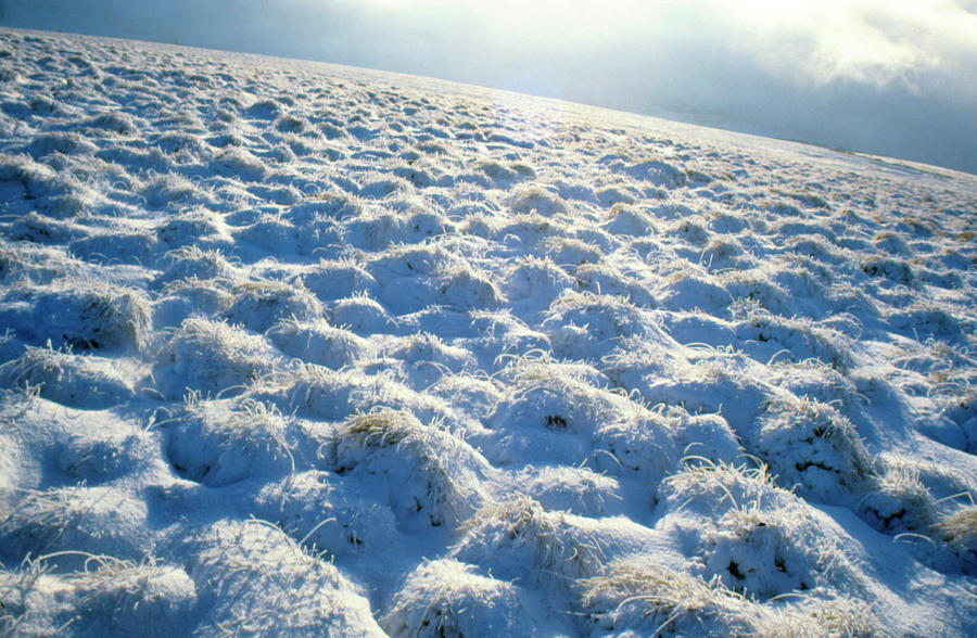 Snow Covering Clumps Of Tussock Grass Photograph by Simon Fraser/science Photo Library.