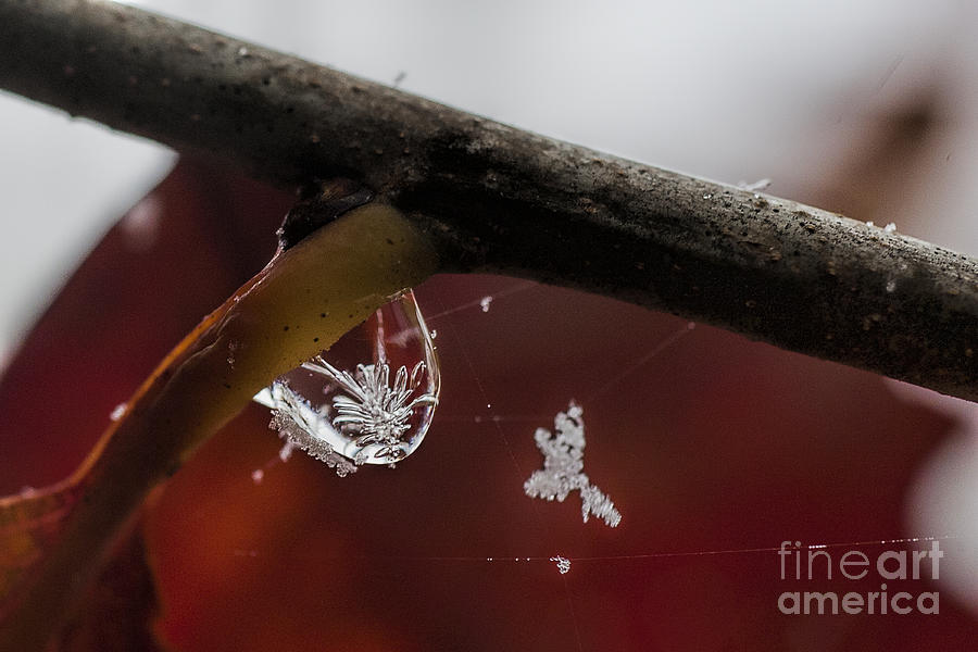 Snow Crystal In Water Drop Photograph by Dan Friend