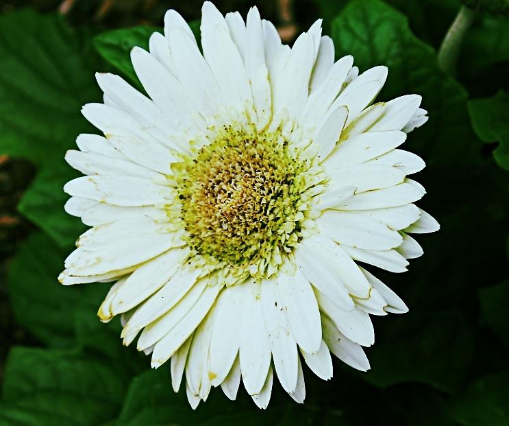 Snow Daisy Photograph by Sarah E Kohara - Fine Art America