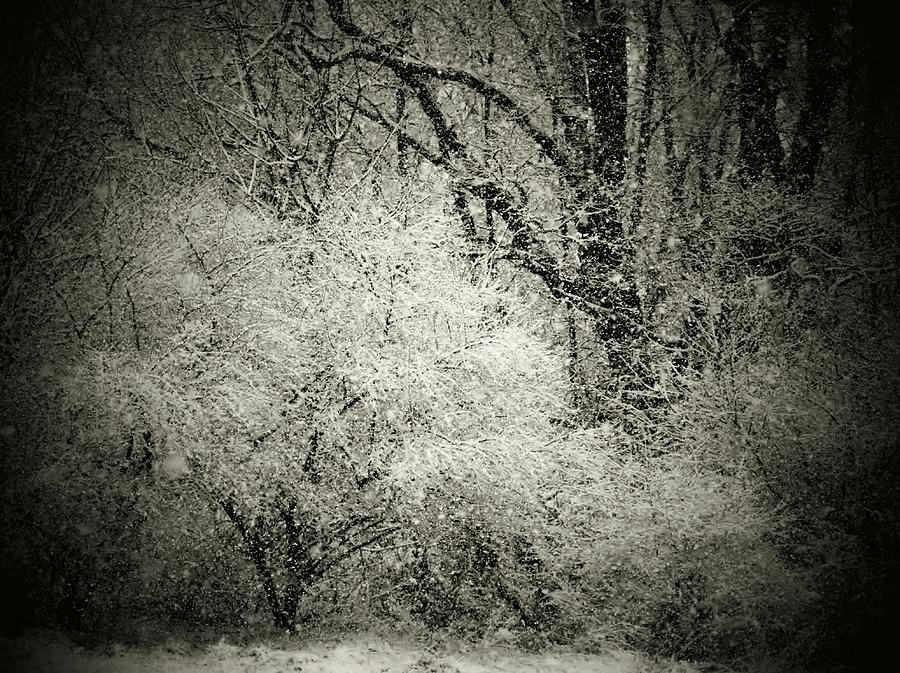 Winter Photograph - Snow day by Joyce Kimble Smith