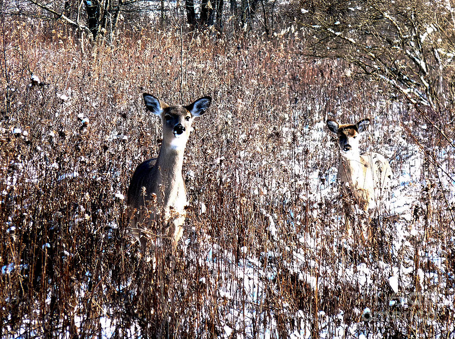 Snow Deer Photograph by Deborah Smolinske