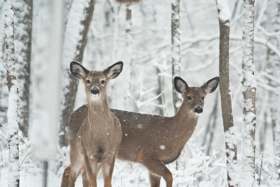 Deer Photography In Snowfall