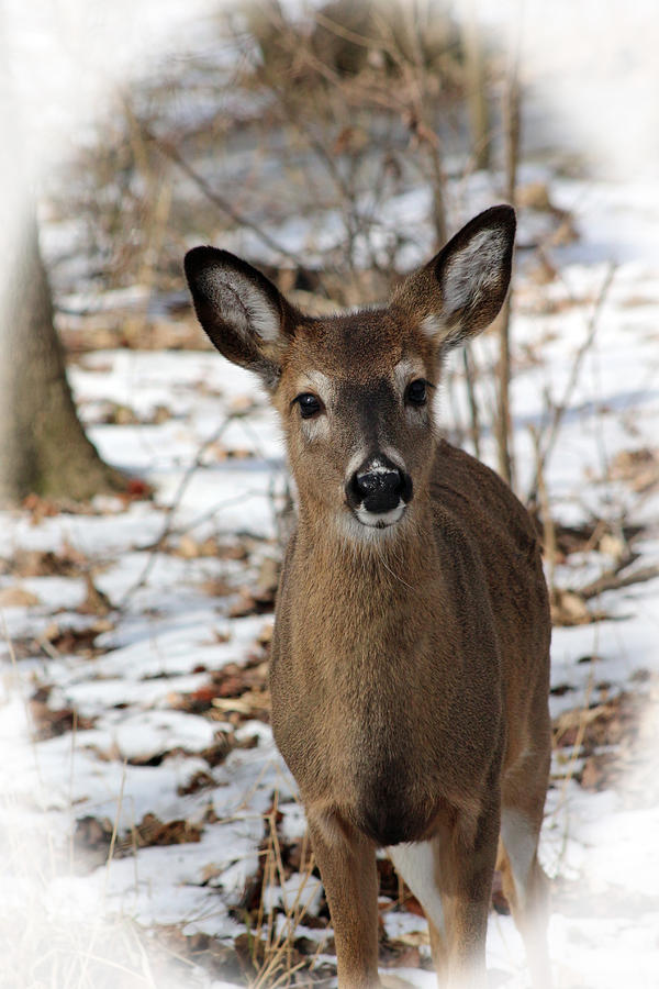 Snow Deer Photograph by Lorna Rose Marie Mills DBA  Lorna Rogers Photography