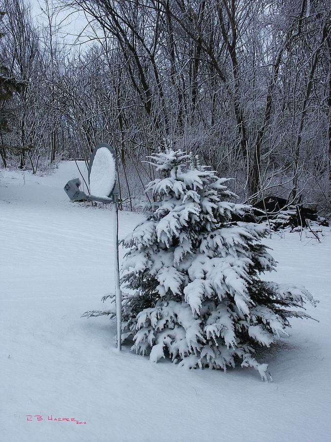 Snow Dish II Photograph by R B Harper