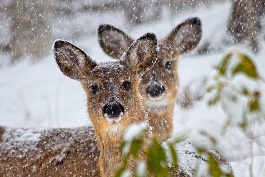 Deer Photograph - Snow Does by Betsy Knapp